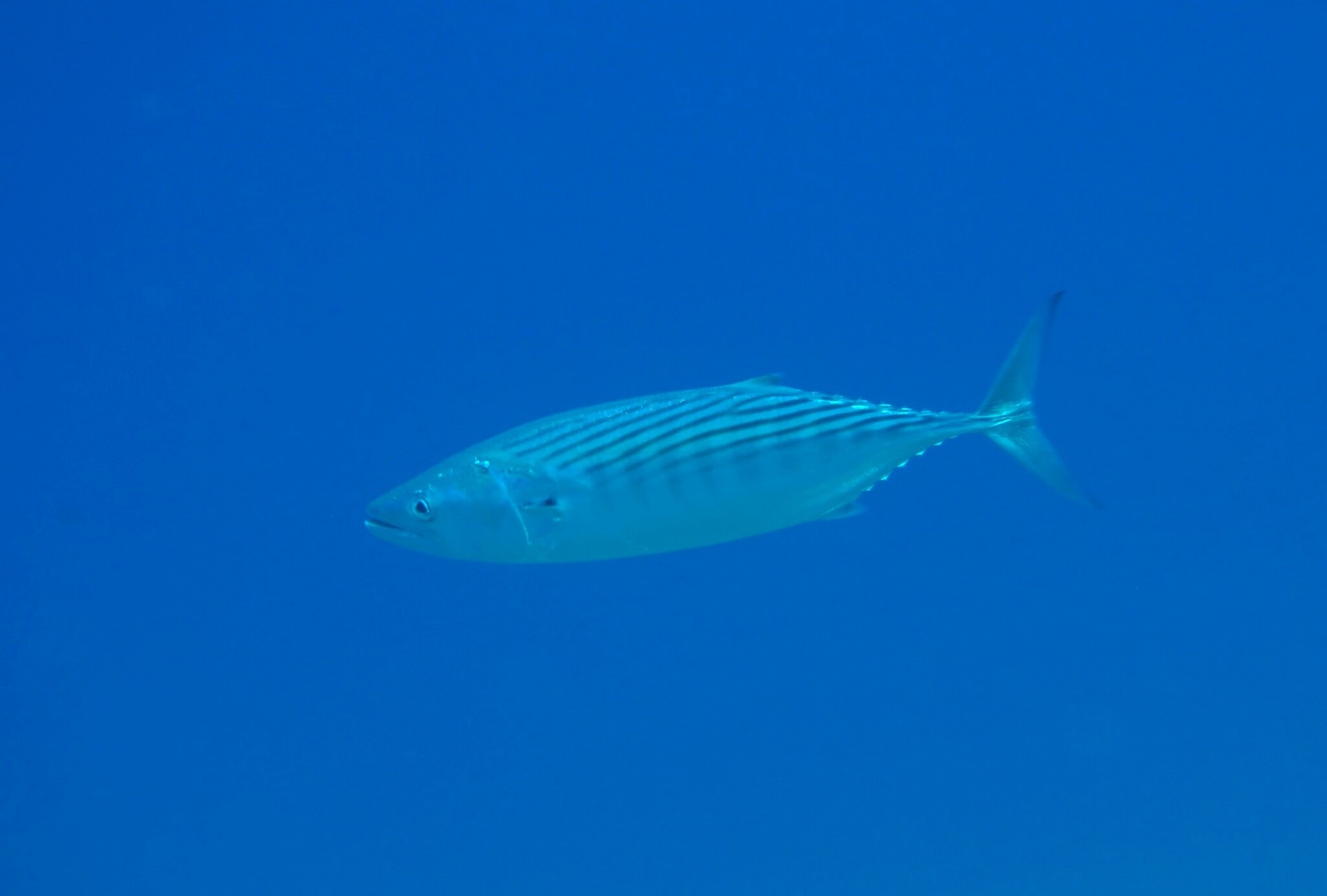 Sarda sarda (Bloch, 1793)